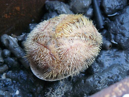 Heart urchin from grab, Prince Rupert Harbour.jpg - Heart urchin ( Brisaster latifrons ) from a grab sample, near Kinahan Islands